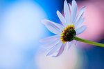 小菊花