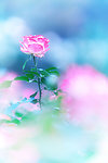 月季花