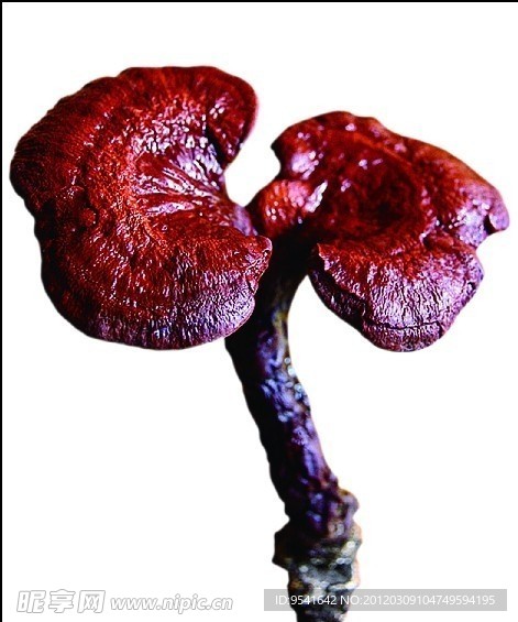 野生灵芝