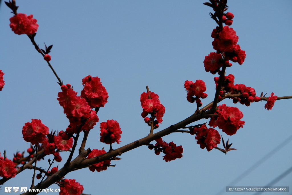 桃花