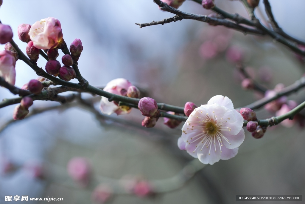 梅花
