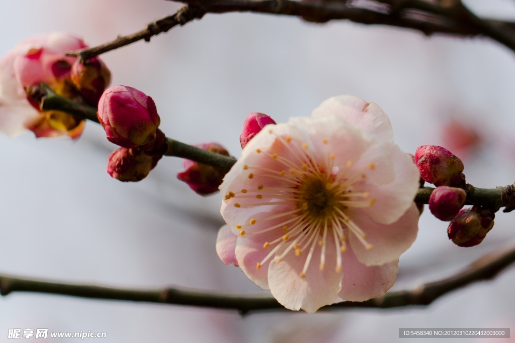 梅花