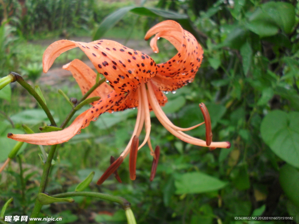 百合花