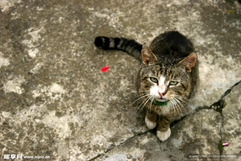 小猫特写