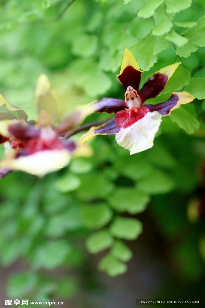 鲜花特写