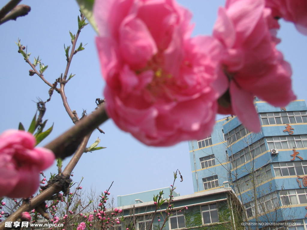 樱花