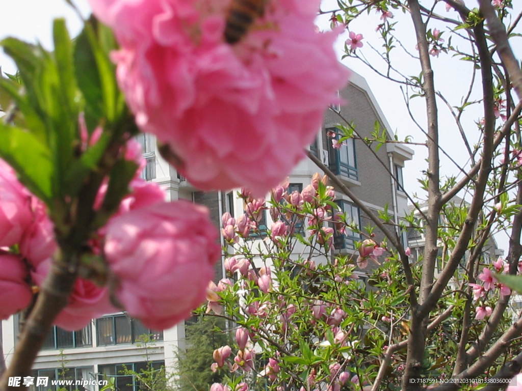 樱花