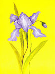 紫色油画花卉