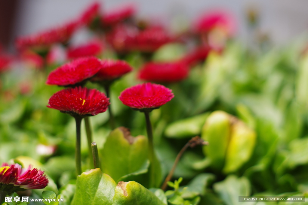 红花