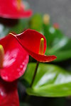 红苞芋