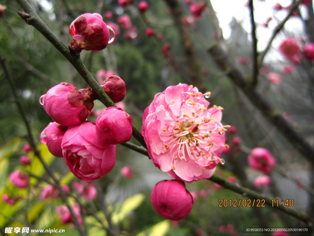 梅花