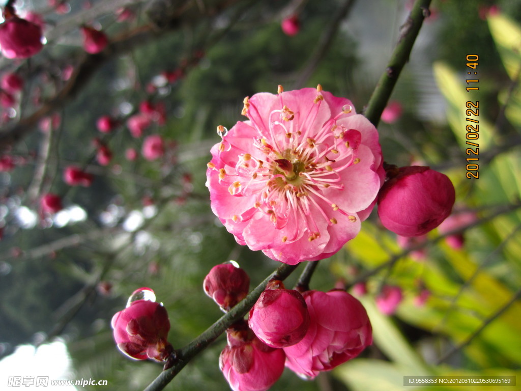 梅花