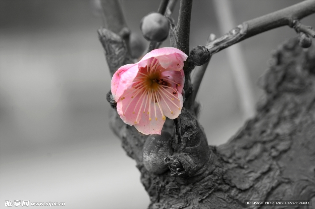 梅花