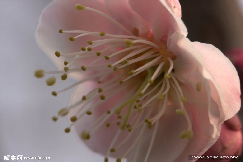 梅花