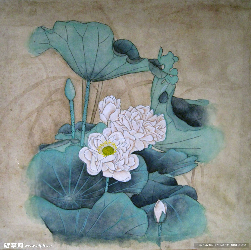 荷花
