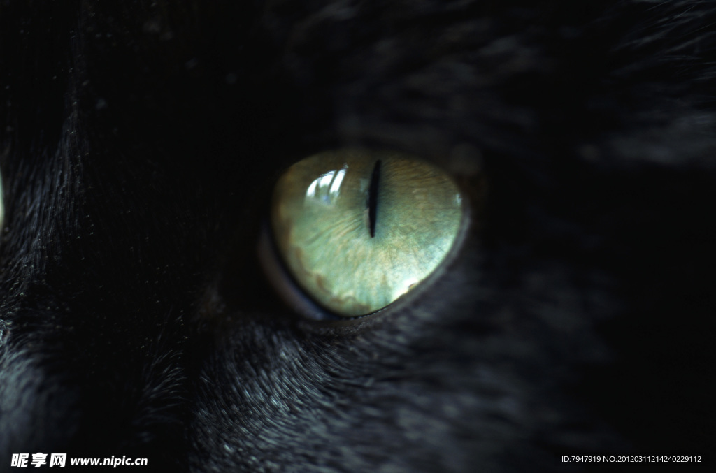 黑猫之眼