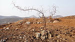 顽强 枣树