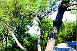 树枝 松树