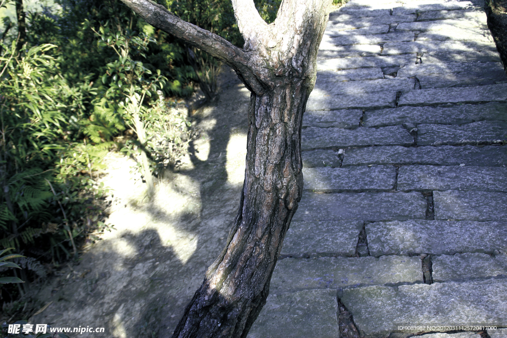 树枝 松树