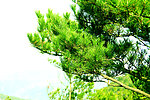树枝 松树