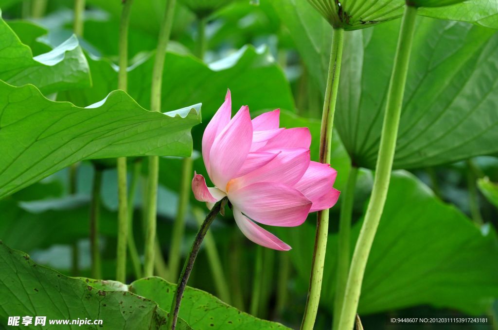 荷花