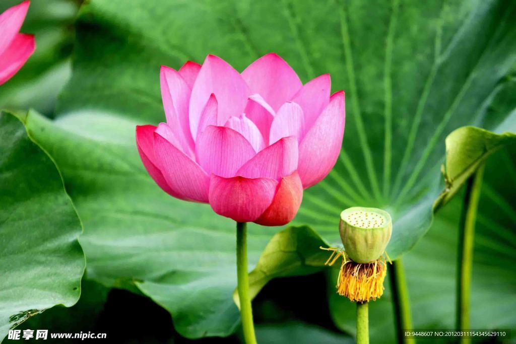 荷花