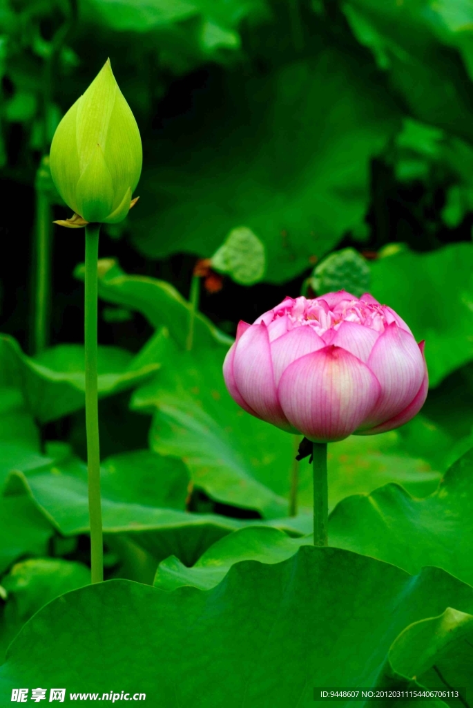 荷花