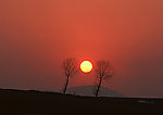 大树 夕阳