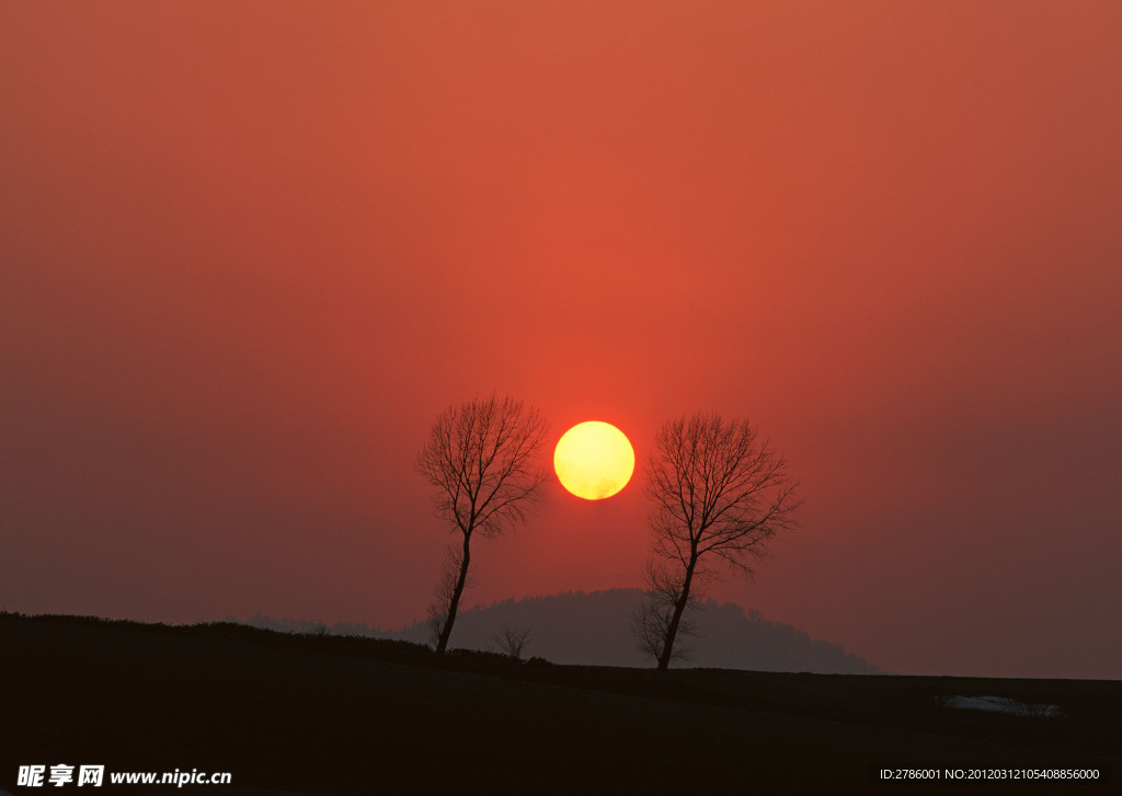 大树 夕阳