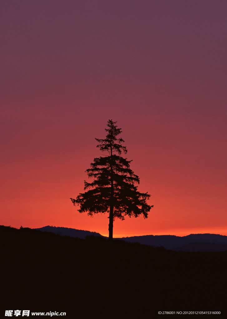 大树 夕阳