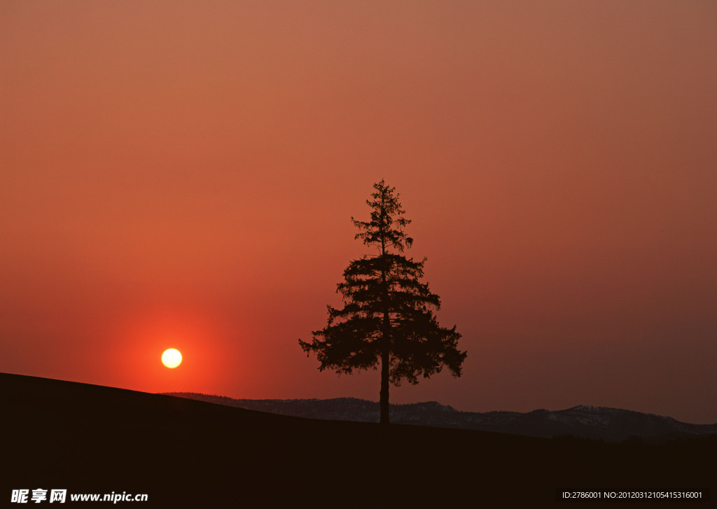 大树 夕阳