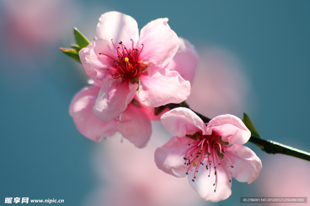 桃花