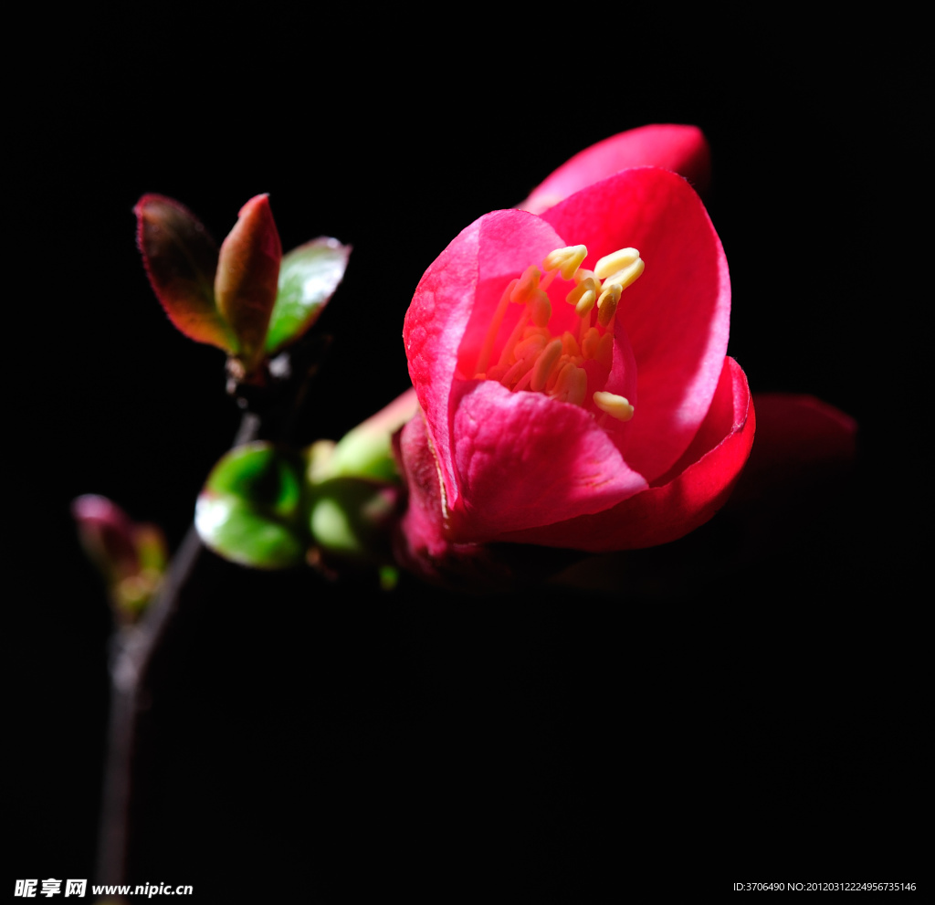 花蕾