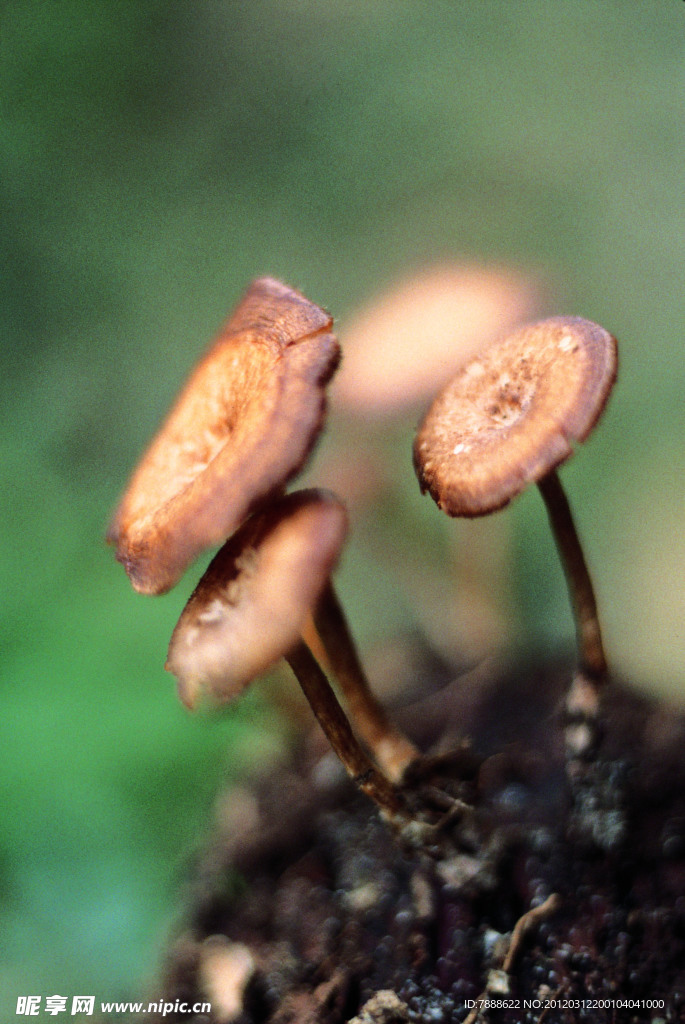 高清蔬菜摄影