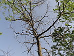 树枝