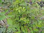 野菊花
