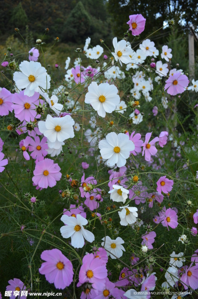 格桑花