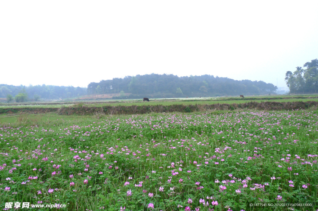 田野风景