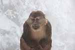 峨眉山猴子
