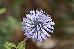 蓝花 小花