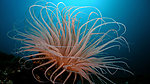 海洋生物