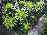 绿菊花