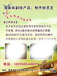 灵芝宣传海报