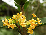 桂花