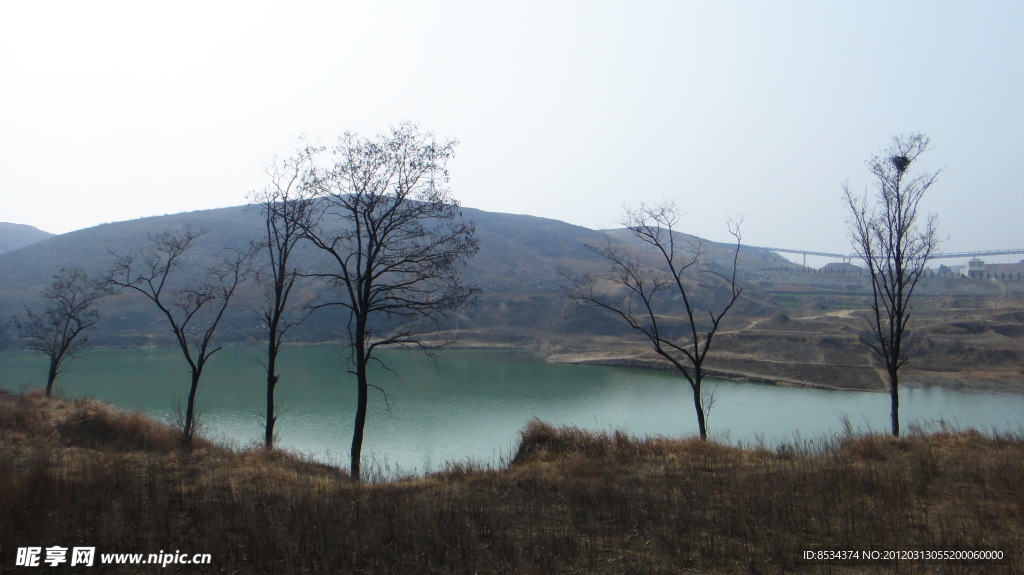 湖边 老树