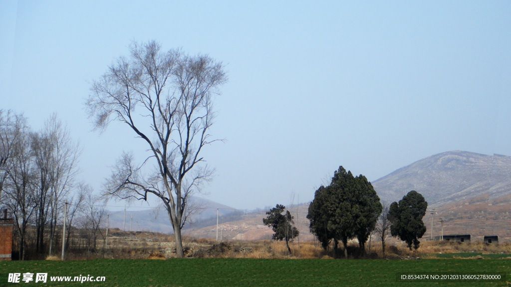 田野的老树
