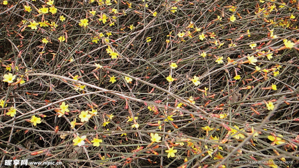 迎春花初开