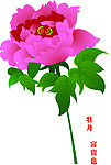 牡丹花
