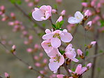 三月桃花竞香开
