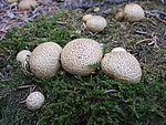 祁连山风光之森林野菇